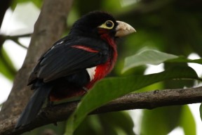 爱游戏登录入口-都灵加强边路防守成功锁死传中路线，都灵门将