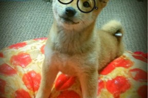 爱游戏电竞官网-CBA俱乐部推动球迷志愿者计划增强社区联系，cba志愿者一般做什么