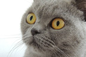 爱游戏平台-巴西队在南美预赛中保持领先，出线大势已定