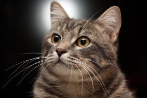 爱游戏体育-替补前锋是否更容易在僵局中发挥奇兵作用，nba替补前锋