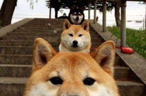 爱游戏在线登录入口-高校射箭联赛展开角逐 展现传统魅力，高校射箭比赛