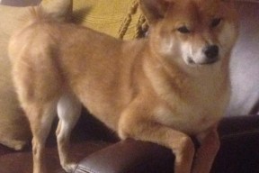 爱游戏娱乐网址-帕特森的快速决策与敏锐判断，使袋鼠队在比赛中占据上风，帕特森合同