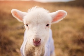 AIYOUXI.COM-冰球联赛队伍实力对比，冰球球队排名