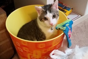 爱游戏体育官方网站-美国队赛制分析：团体赛制如何帮助提升团队配合与默契，美国队内对抗赛