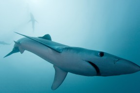 爱游戏官方网站-库里远投手感爆棚勇士反超关键时刻，库里35分勇士惜败开拓