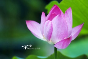 爱游戏-“诺克·达维德·彼得森打破纪录，成为南非羚羊队的新传奇”