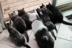 爱游戏-南非羚羊队的反击战术：他们每次进攻都打得精准而犀利，南非大羚羊主要分布哪里