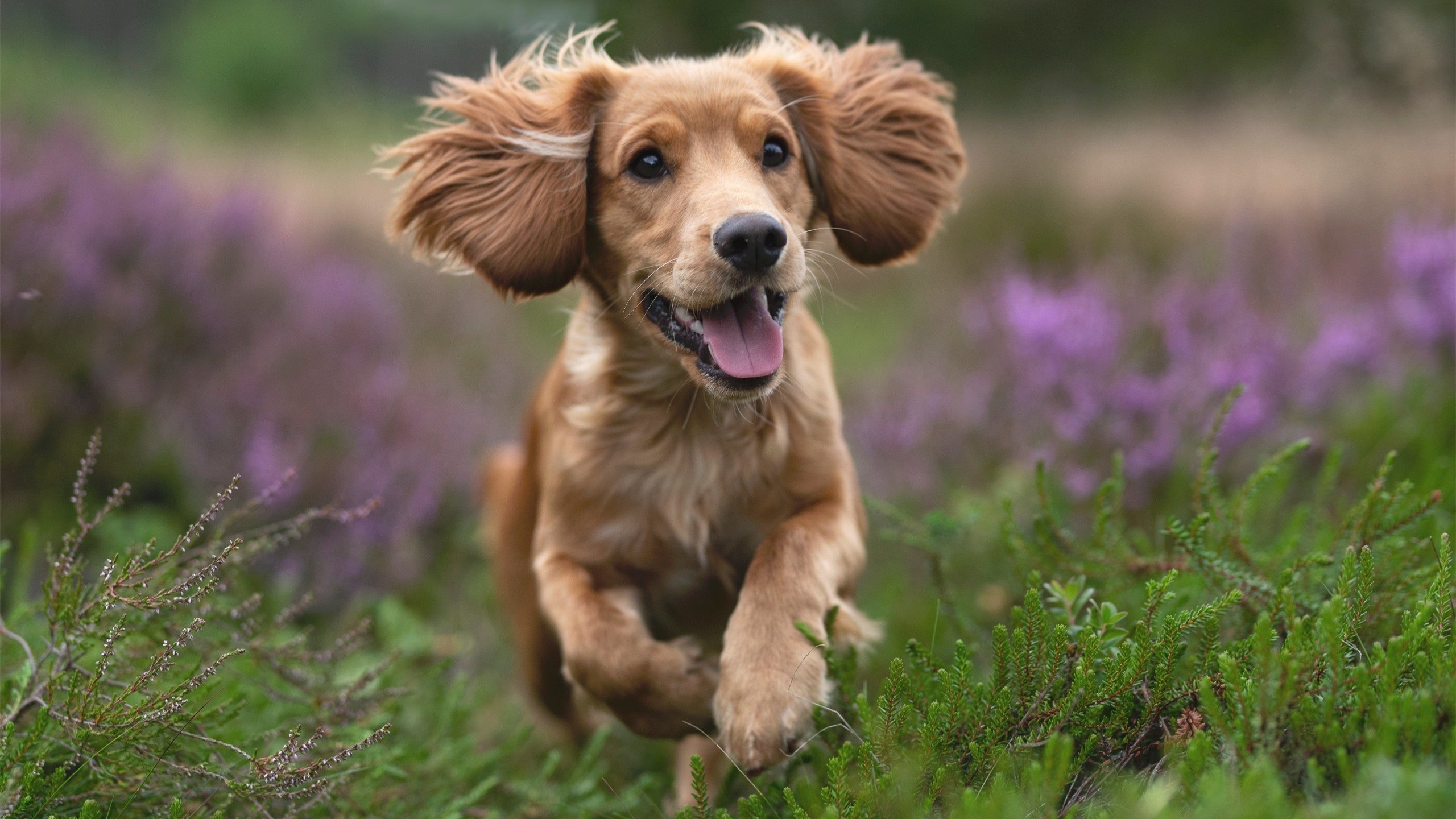 CBA球队拓展海外交流合作,cba各支球队外援情况