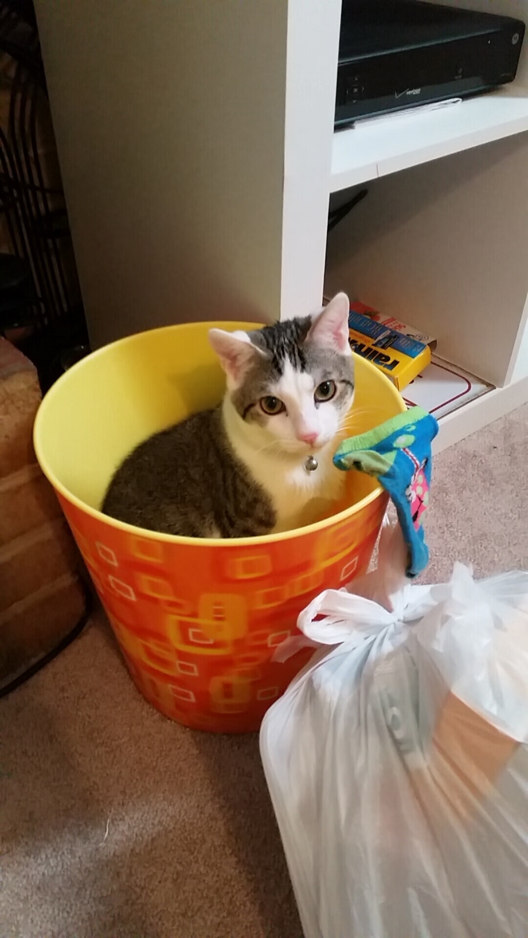 美国队赛制分析:团体赛制如何帮助提升团队配合与默契,美国队内对抗赛