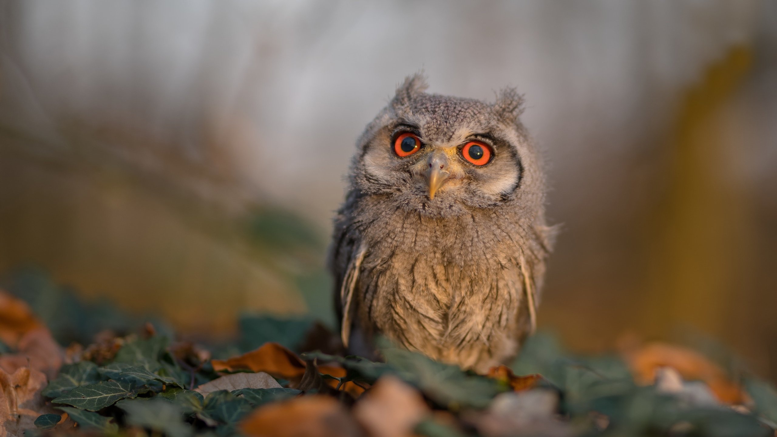 西雅图海湾者战略调整备受关注,西雅图海湾人vs休斯敦