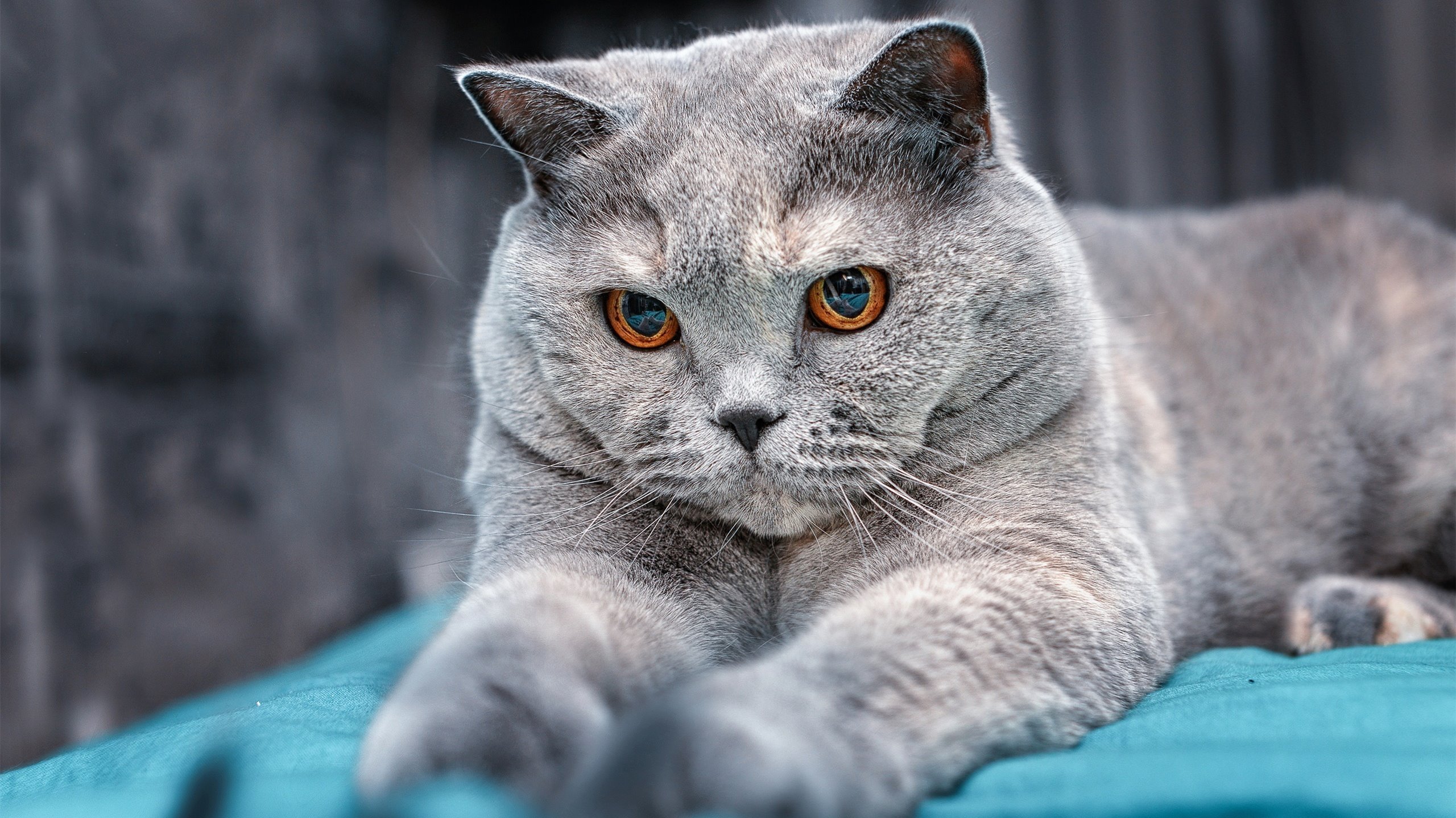 足球裁判数据化评估机制尚未成型,足球裁判分析