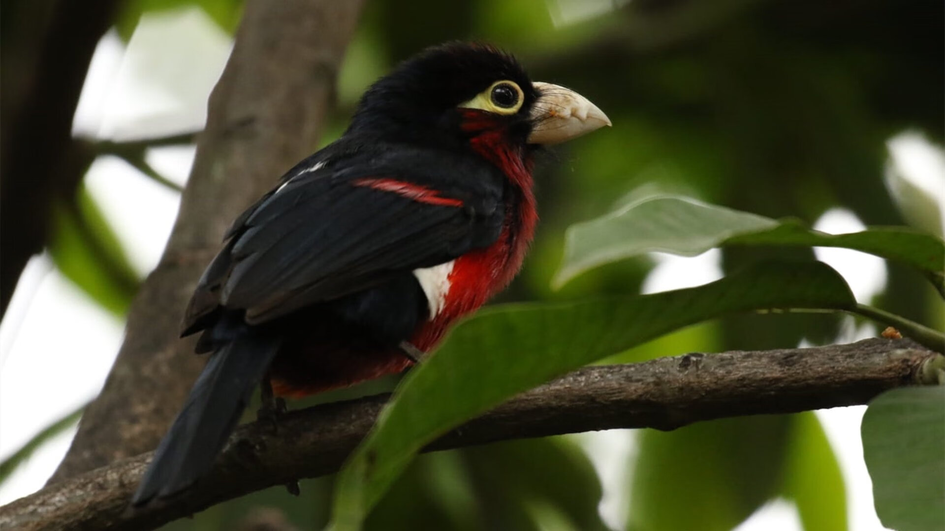 都灵加强边路防守成功锁死传中路线,都灵门将