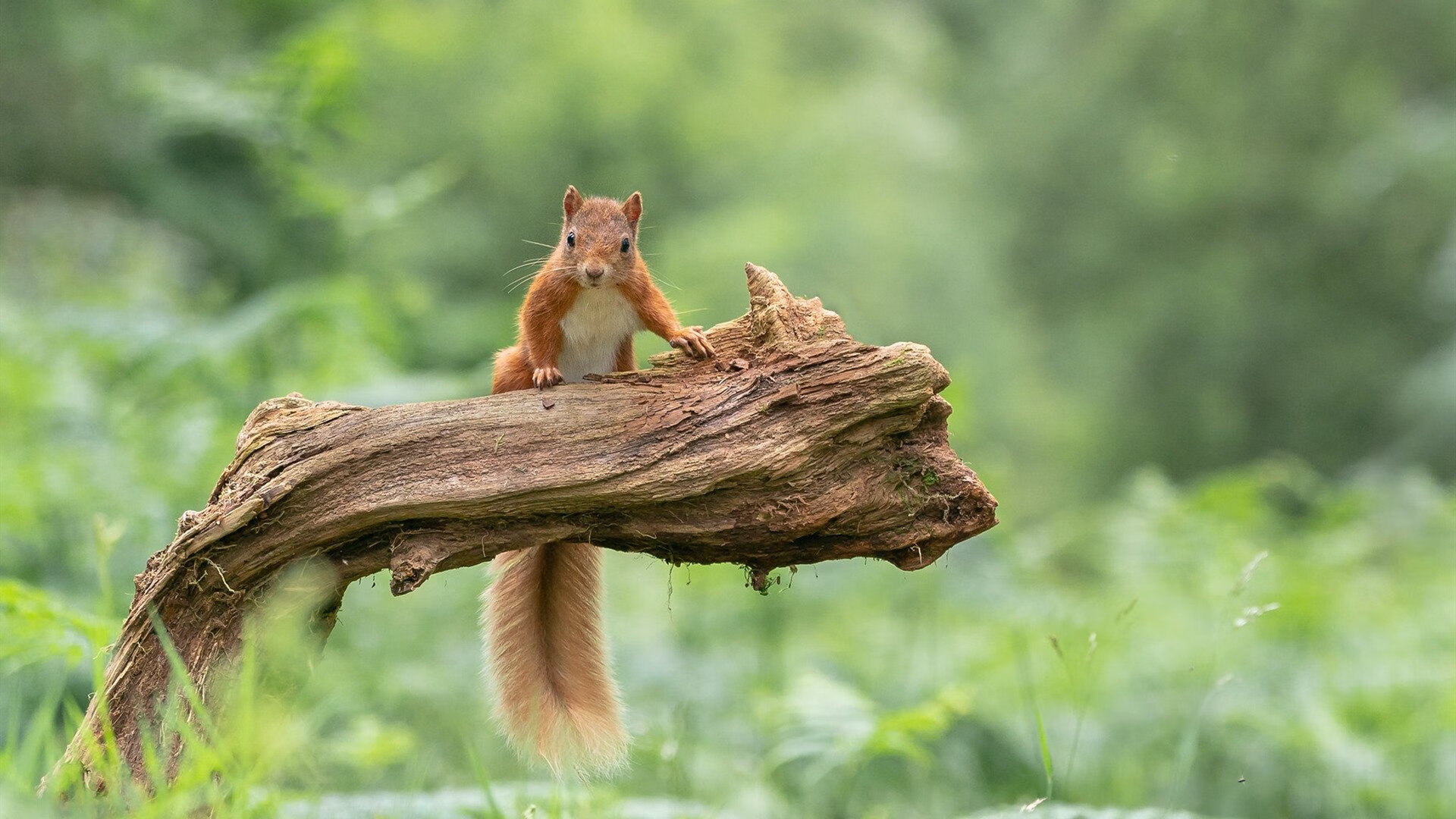 马拉松赛事多城联动提升品牌效应,城市马拉松排名