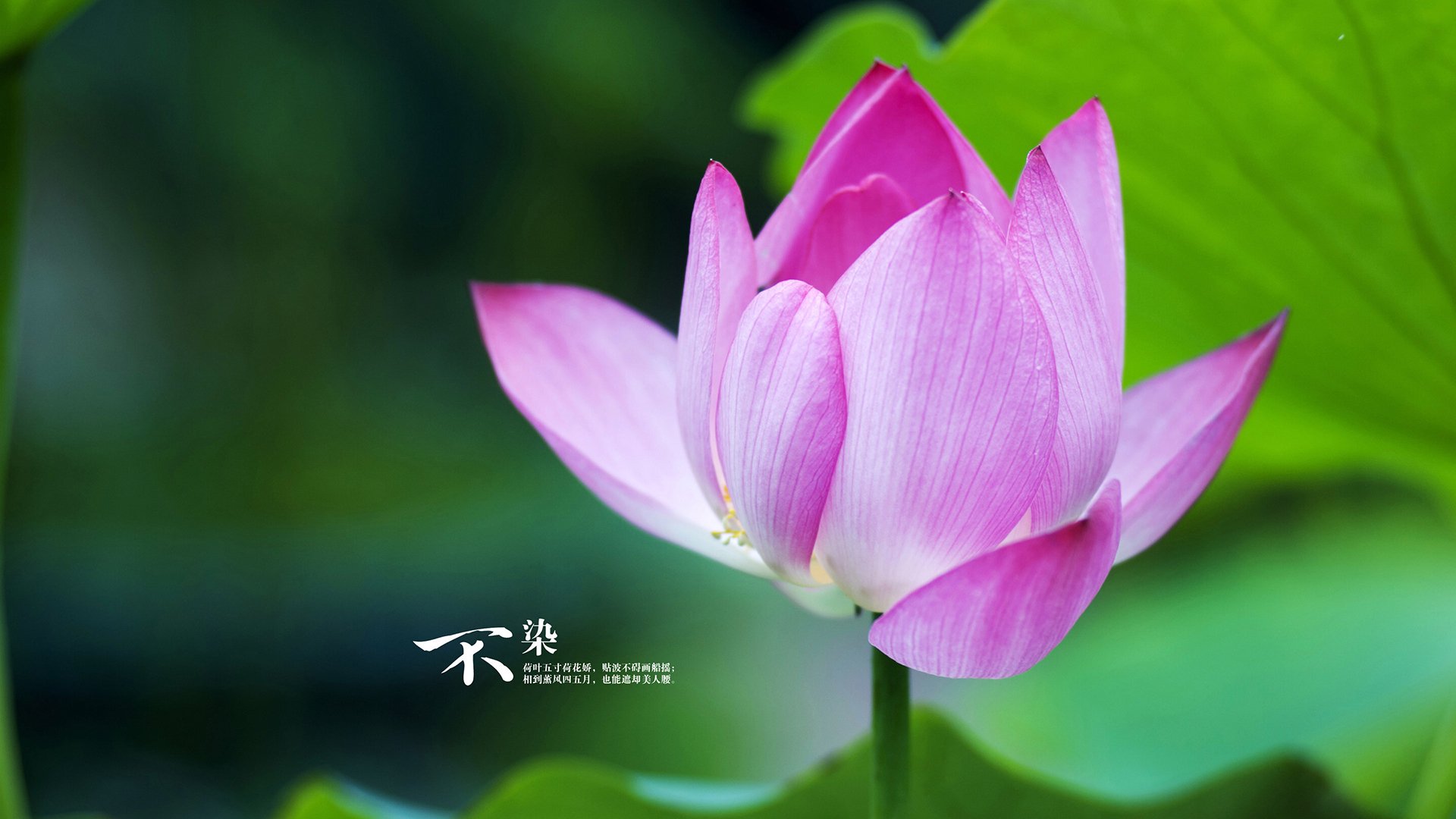 “诺克·达维德·彼得森打破纪录,成为南非羚羊队的新传奇”