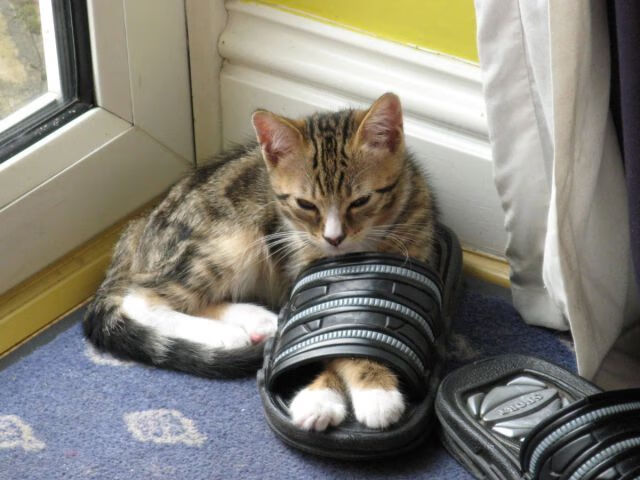 中国篮协加强与高校合作共建篮球人才培养联合实验室,中国篮球协会学校