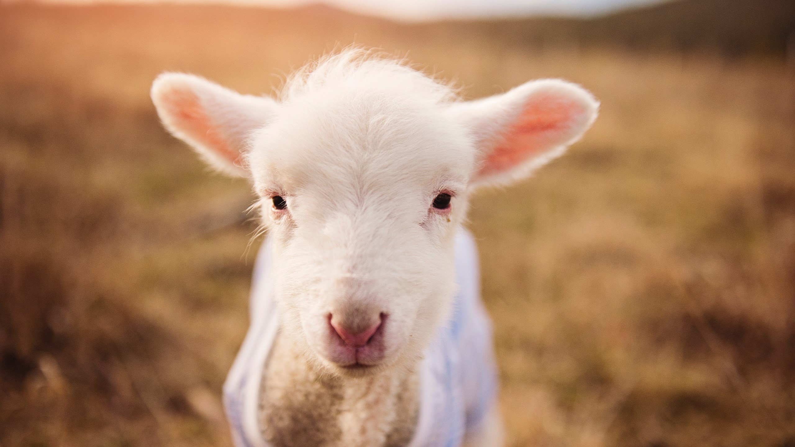 冰球联赛队伍实力对比,冰球球队排名