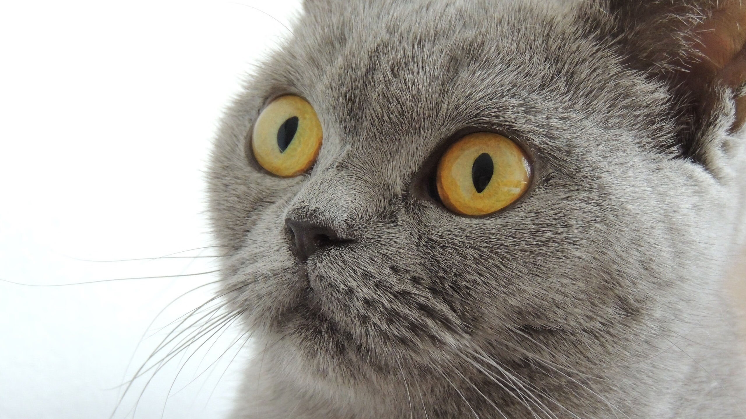 巴西队在南美预赛中保持领先,出线大势已定