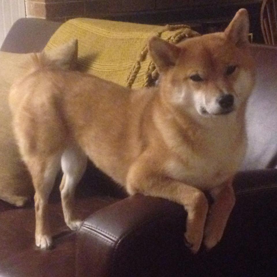 帕特森的快速决策与敏锐判断,使袋鼠队在比赛中占据上风,帕特森合同