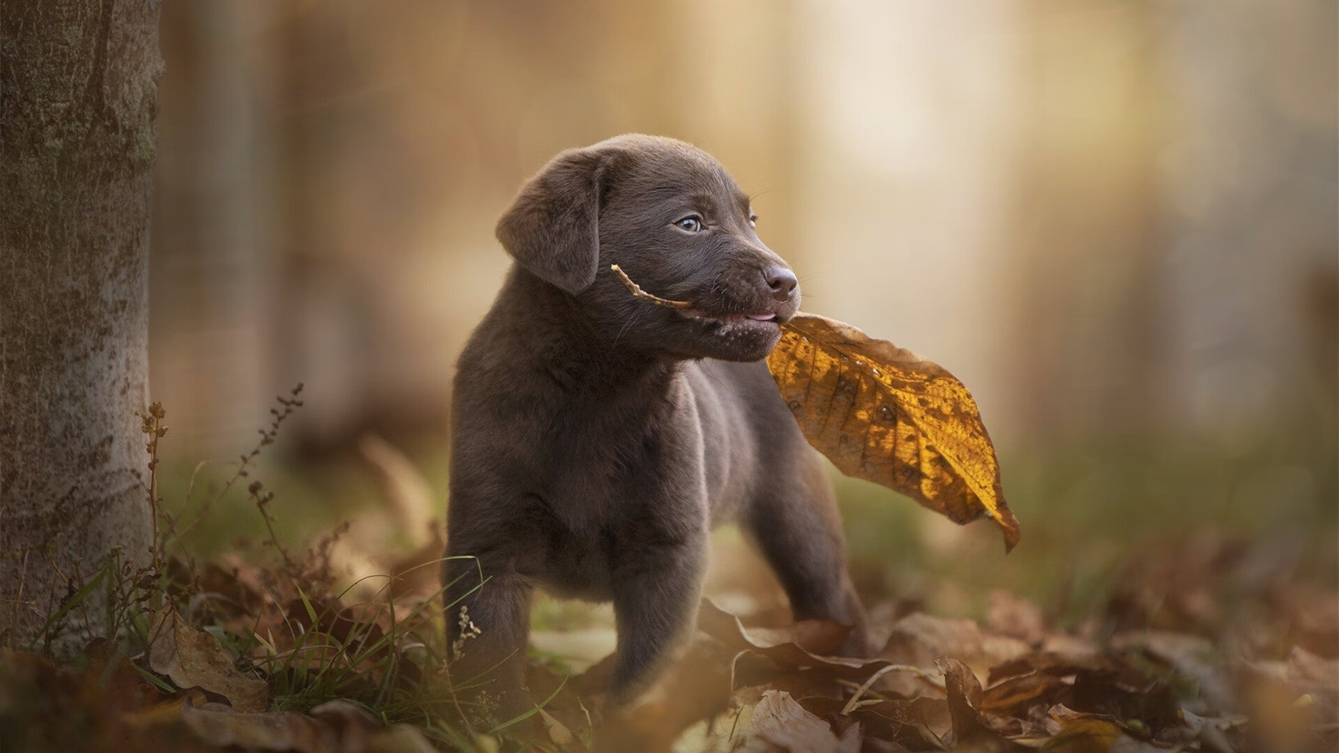 库里远投手感爆棚勇士反超关键时刻,库里35分勇士惜败开拓