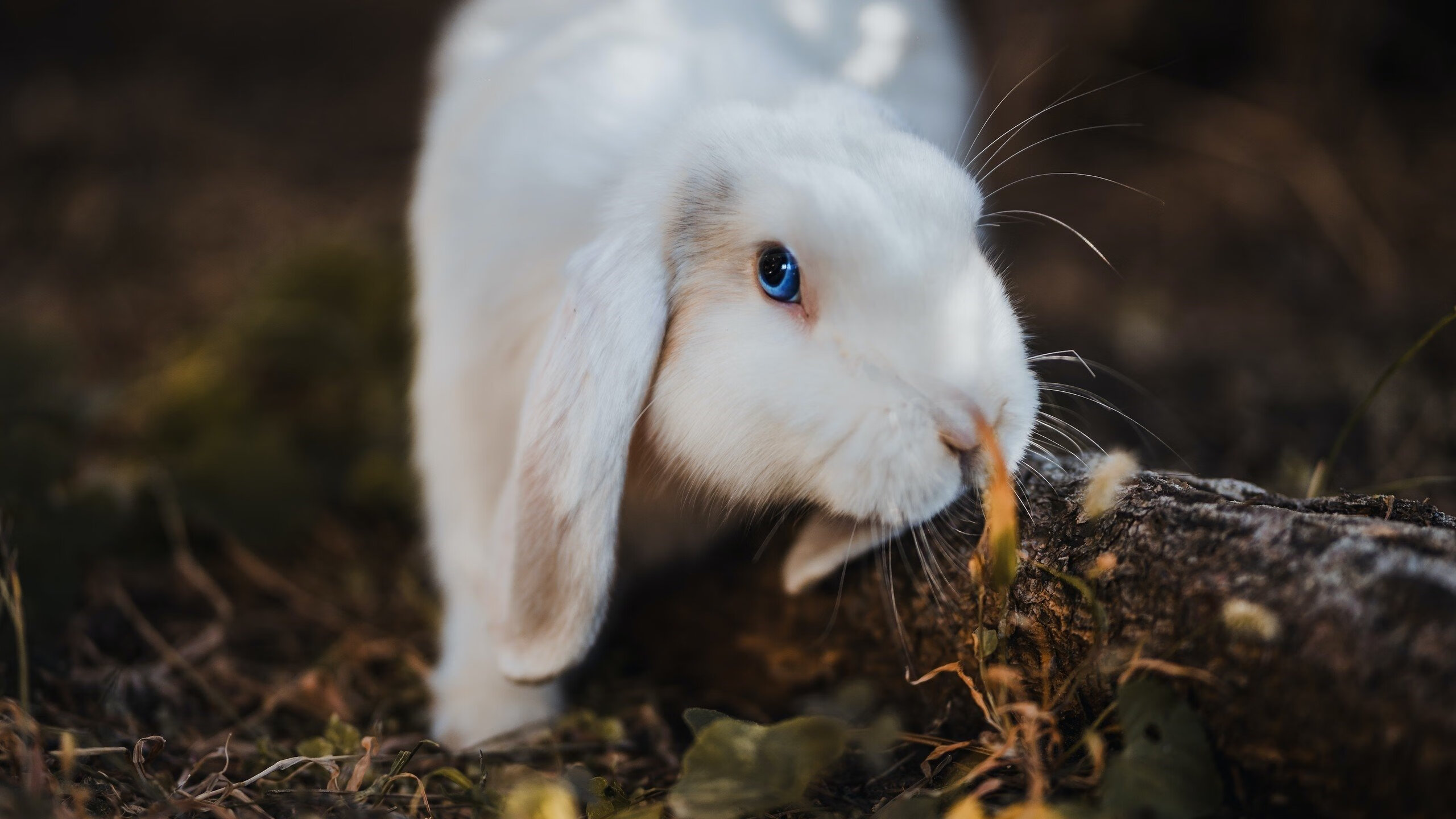 意甲经典传射:球星瞬间创造历史时刻,意甲传统强队