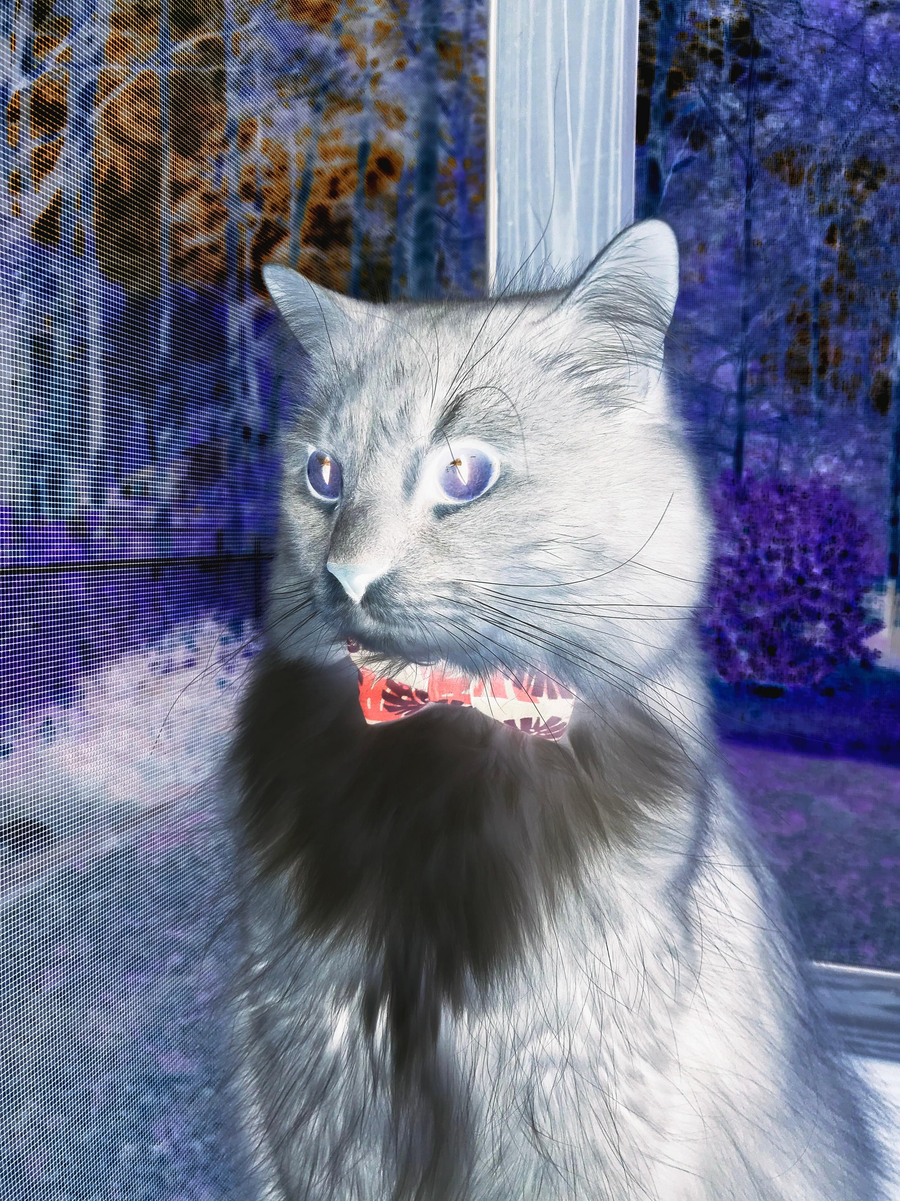 托里·哈斯克冲刺力十足赢得掌声,托里亚斯哈里斯