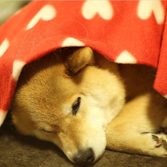 法甲豪门对决:战术与天赋的高水平较量,法甲豪门球队排名