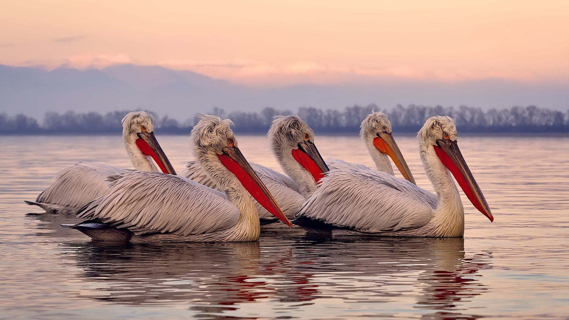 苏格兰橄榄球联赛逐步成为全球赛事的新兴力量,苏格兰俱乐部